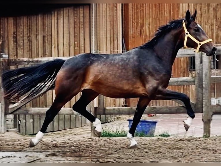 Rhein.-Westf. Kaltblut Stute 7 Jahre 168 cm Dunkelbrauner in Champsac
