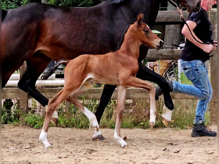 Rhein.-Westf. Kaltblut Stute 7 Jahre 168 cm Dunkelbrauner in Champsac