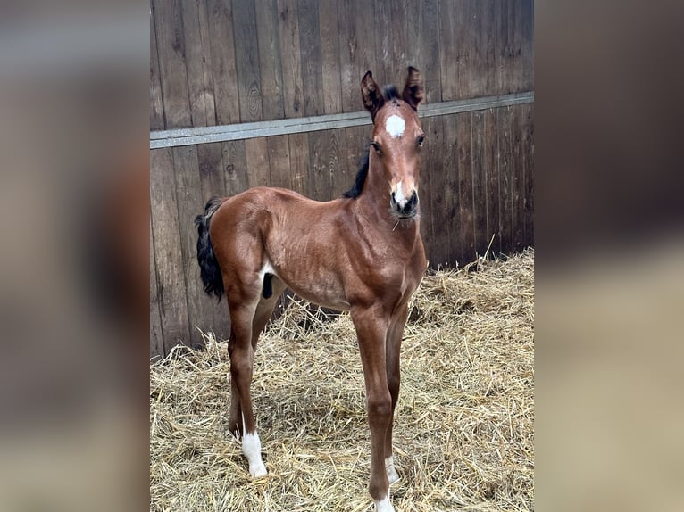 Rhein.-Westf. Kaltblut Stute 7 Jahre 168 cm Dunkelbrauner in Champsac