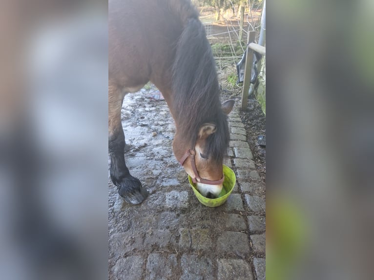 Rhein.-Westf. koudbloed Merrie 11 Jaar 165 cm Lichtbruin in Wipperfürth