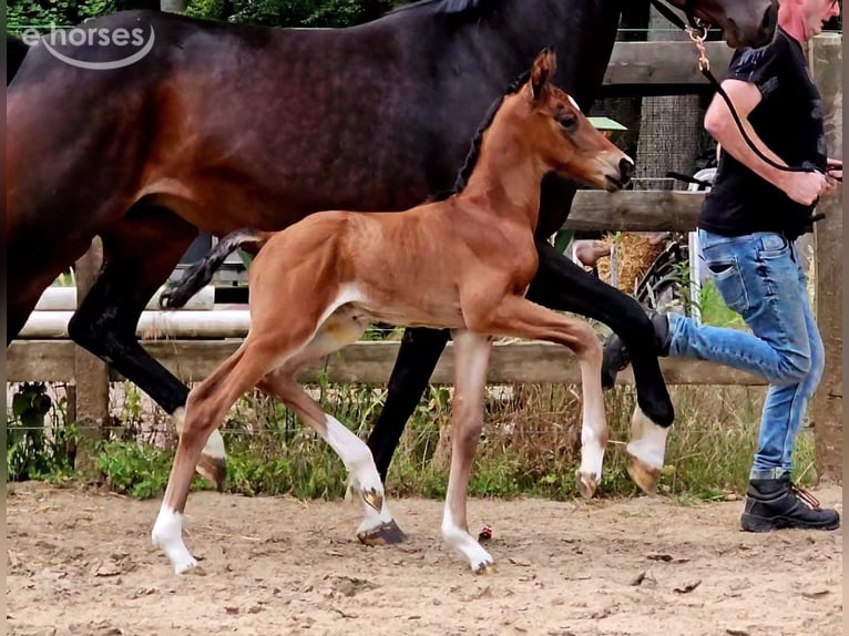 Rhein.-Westf. koudbloed Merrie 7 Jaar 168 cm Donkerbruin in Champsac