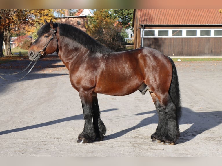 Rheinisch-Deutsches Kaltblut Hengst 12 Jahre 167 cm Brauner in Celle