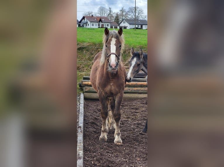 Rheinisch-Deutsches Kaltblut Hengst 1 Jahr Brauner in Sulz am Neckar