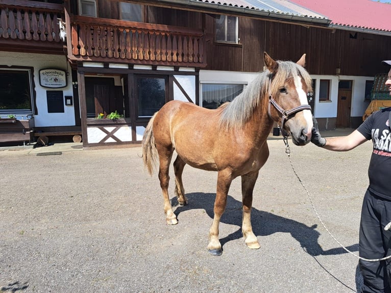 Rheinisch-Deutsches Kaltblut Hengst 1 Jahr Brauner in Sulz am Neckar