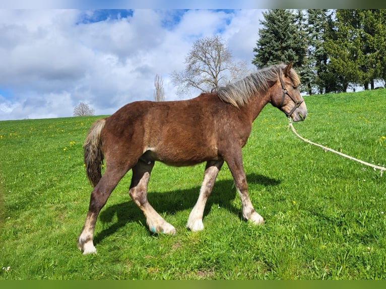 Rheinisch-Deutsches Kaltblut Hengst 1 Jahr Brauner in Sulz am Neckar