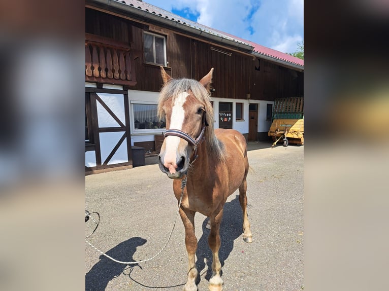 Rheinisch-Deutsches Kaltblut Hengst 1 Jahr Brauner in Sulz am Neckar