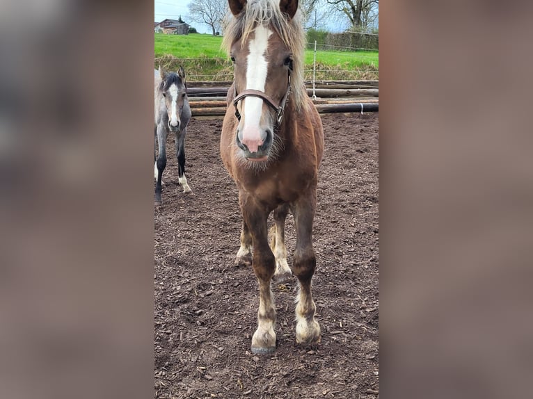 Rheinisch-Deutsches Kaltblut Hengst 1 Jahr Brauner in Sulz am Neckar