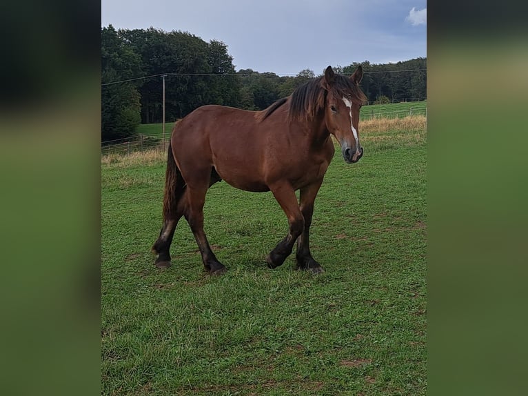 Rheinisch-Deutsches Kaltblut Hengst 1 Jahr Dunkelbrauner in Odenthal