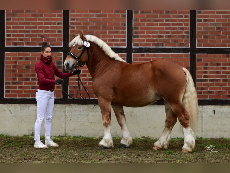 Rheinisch-Deutsches Kaltblut Hengst 2 Jahre 161 cm Fuchs in Billerbeck