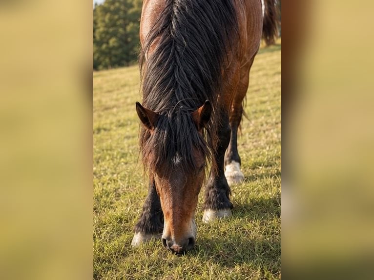 Rheinisch-Deutsches Kaltblut Hengst 3 Jahre 165 cm Brauner in Geismar