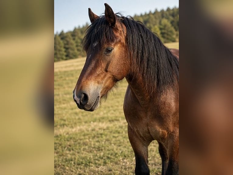 Rheinisch-Deutsches Kaltblut Hengst 3 Jahre 165 cm Brauner in Geismar