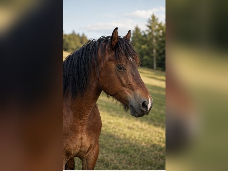 Rheinisch-Deutsches Kaltblut Hengst 3 Jahre 165 cm Brauner in Geismar