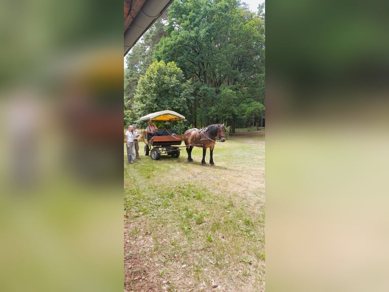 Rheinisch-Deutsches Kaltblut Stute 10 Jahre 160 cm Brauner in Rheinsberg Kagar