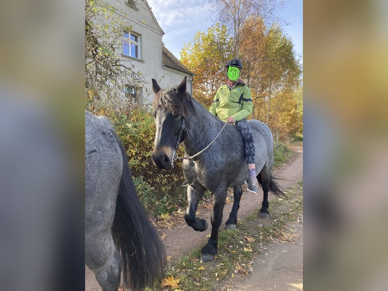 Rheinisch-Deutsches Kaltblut Mix Stute 12 Jahre 155 cm Roan-Blue in Wiesenburg