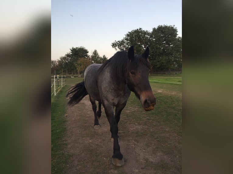 Rheinisch-Deutsches Kaltblut Mix Stute 12 Jahre 155 cm Roan-Blue in Wiesenburg