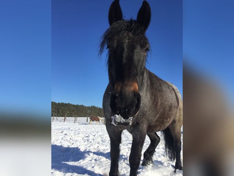 Rheinisch-Deutsches Kaltblut Mix Stute 12 Jahre 155 cm Roan-Blue in Wiesenburg