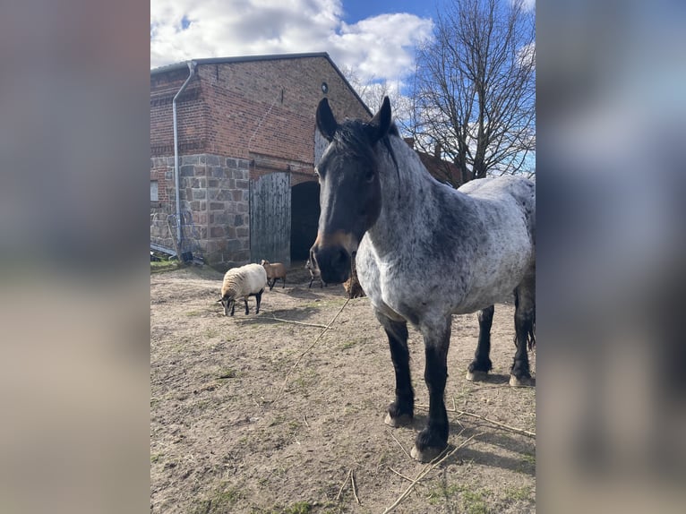 Rheinisch-Deutsches Kaltblut Mix Stute 13 Jahre 155 cm Roan-Blue in Wiesenburg