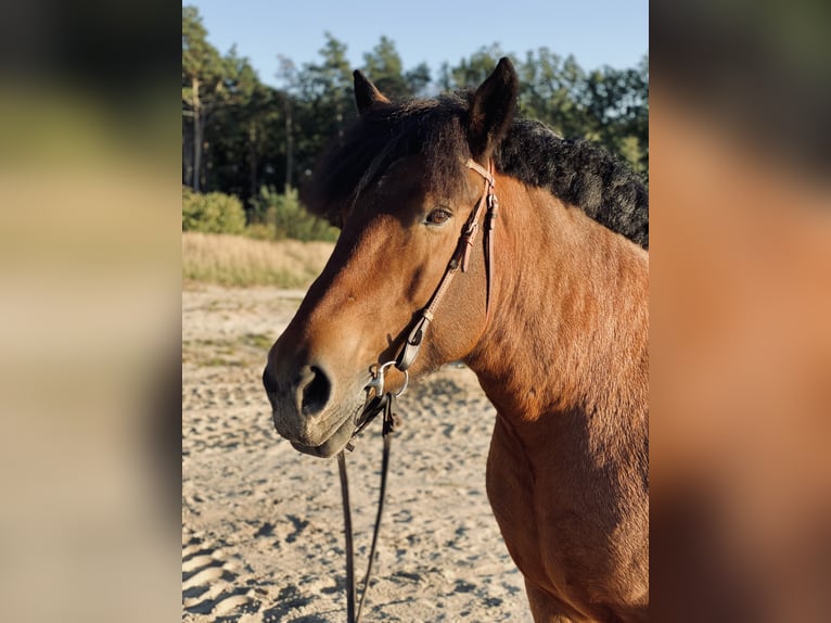 Rheinisch-Deutsches Kaltblut Stute 14 Jahre 170 cm Brauner in Lehrte