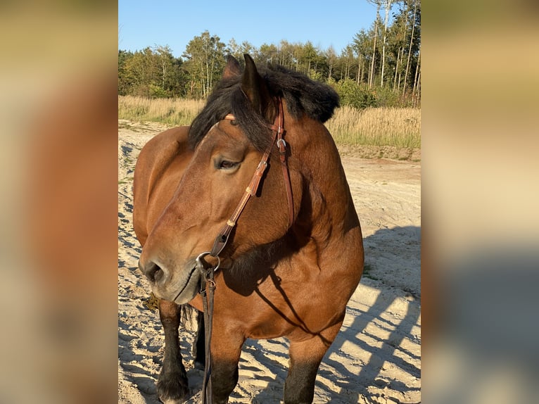 Rheinisch-Deutsches Kaltblut Stute 14 Jahre 170 cm Brauner in Lehrte