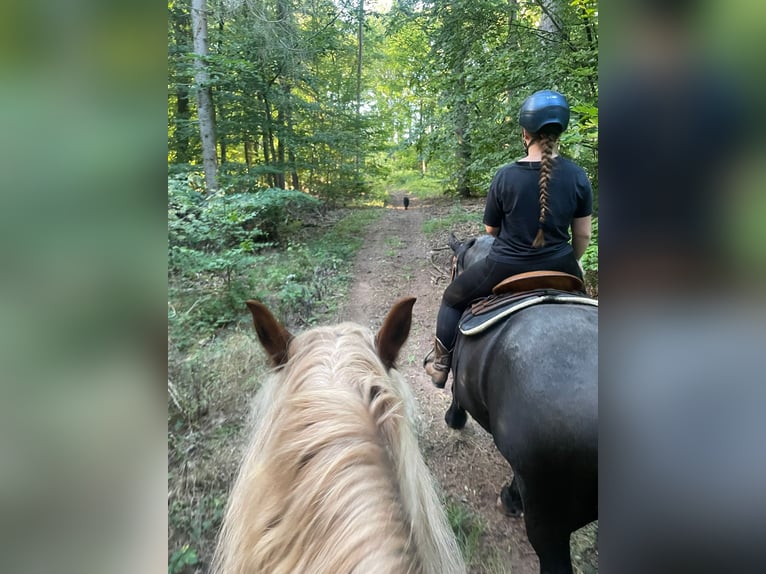 Rheinisch-Deutsches Kaltblut Stute 16 Jahre 159 cm Dunkelbrauner in Waldkappel