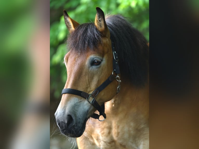Rheinisch-Deutsches Kaltblut Mix Stute 17 Jahre 146 cm Brauner in Lindlar