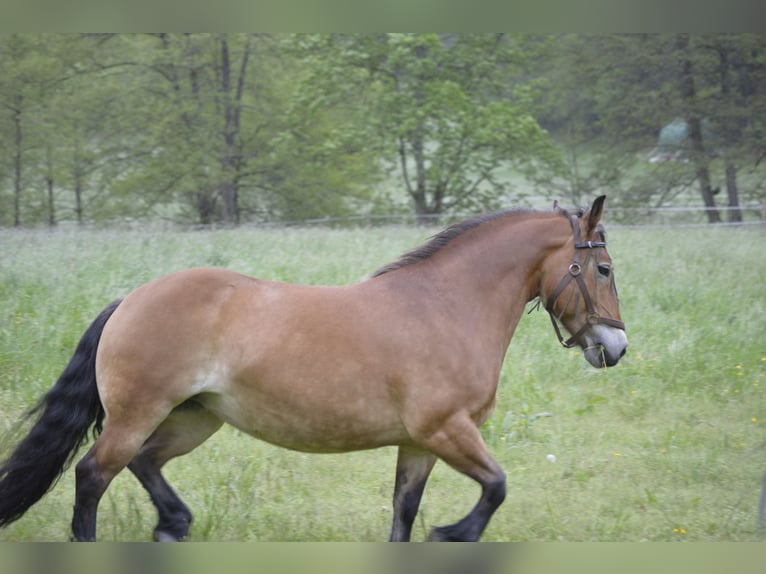 Rheinisch-Deutsches Kaltblut Mix Stute 17 Jahre 146 cm Brauner in Lindlar