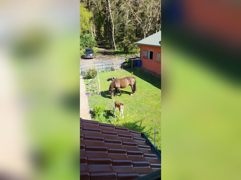 Rheinisch-Deutsches Kaltblut Stute 1 Jahr 140 cm Brauner in Ribnitz-Damgarten