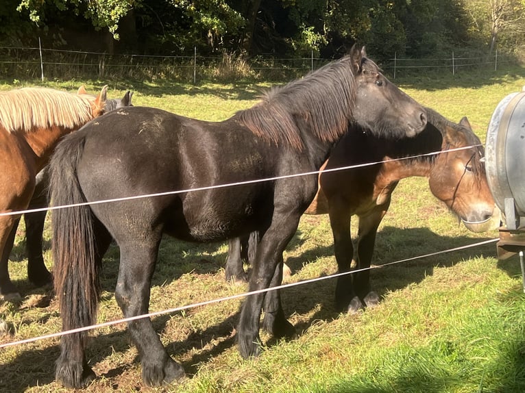 Rheinisch-Deutsches Kaltblut Stute 1 Jahr 165 cm Rappe in Halsdorf