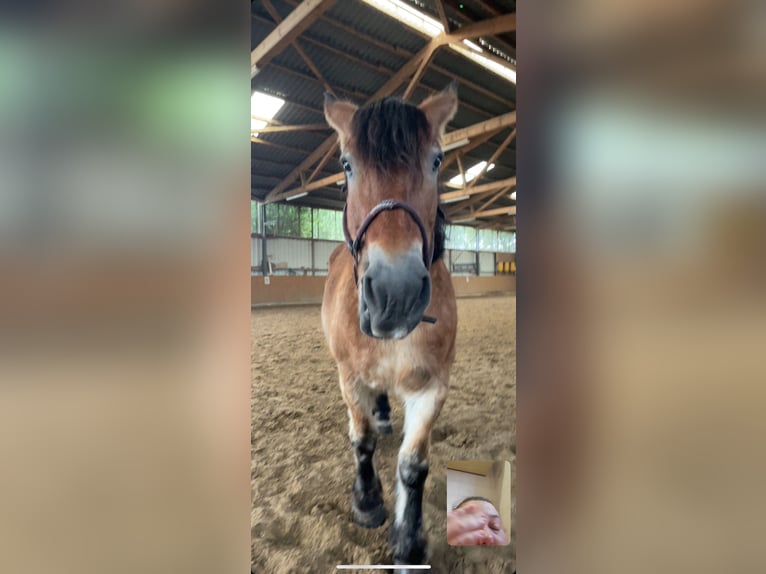 Rheinisch-Deutsches Kaltblut Stute 22 Jahre 170 cm  in Bremen