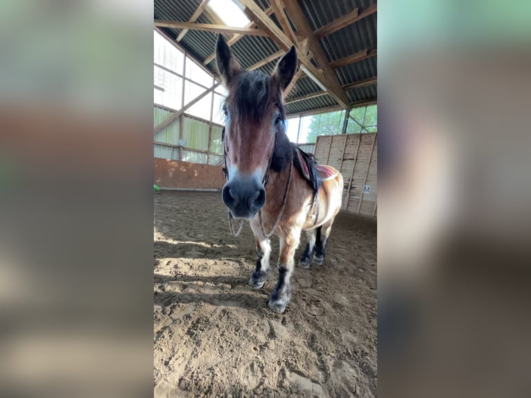 Rheinisch-Deutsches Kaltblut Stute 22 Jahre 170 cm  in Bremen