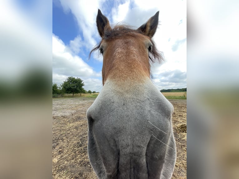 Rheinisch-Deutsches Kaltblut Stute 22 Jahre 170 cm  in Bremen
