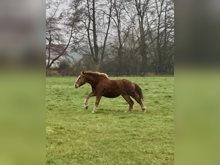 Rheinisch-Deutsches Kaltblut Stute 2 Jahre 163 cm Dunkelfuchs in Planebruch