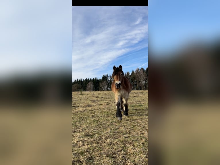 Rheinisch-Deutsches Kaltblut Stute 2 Jahre 170 cm Brauner in C&#xF6;lbe