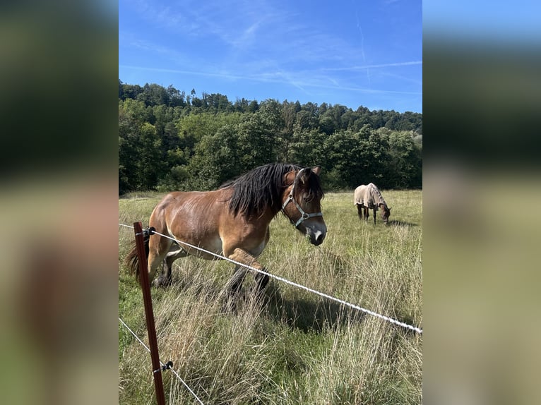 Rheinisch-Deutsches Kaltblut Stute 2 Jahre 170 cm Brauner in C&#xF6;lbe