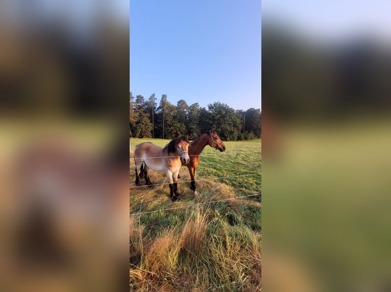 Rheinisch-Deutsches Kaltblut Stute 2 Jahre 170 cm Brauner in C&#xF6;lbe