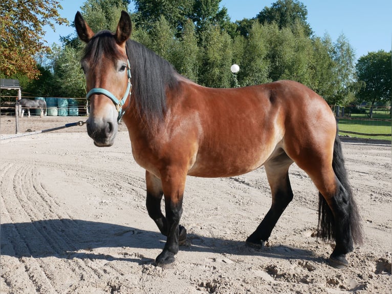 Rheinisch-Deutsches Kaltblut Stute 3 Jahre 155 cm Brauner in Nijkerk