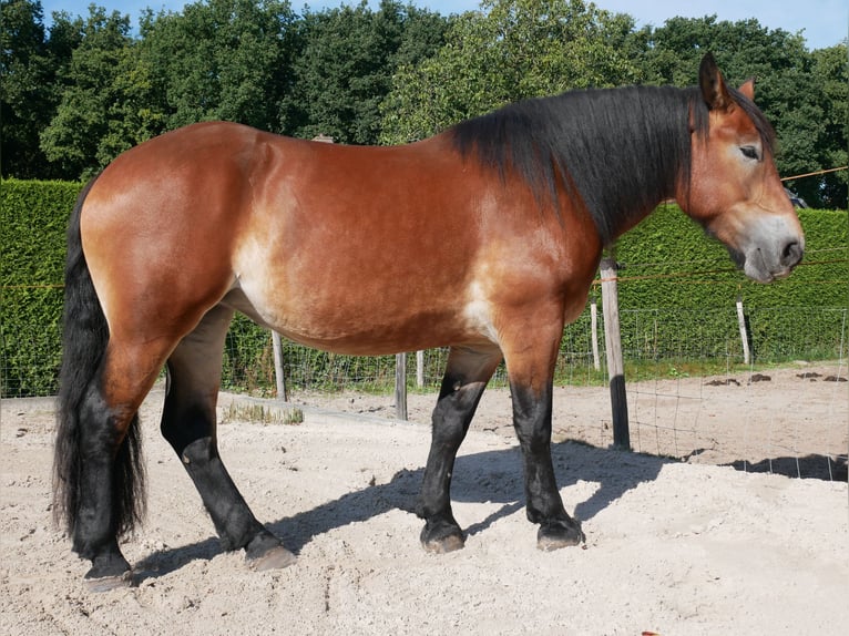 Rheinisch-Deutsches Kaltblut Stute 3 Jahre 155 cm Brauner in Nijkerk