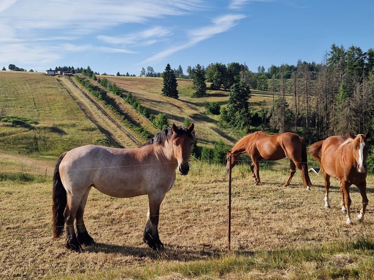 Rheinisch-Deutsches Kaltblut Stute 3 Jahre 157 cm Braunfalbschimmel in Cursdorf
