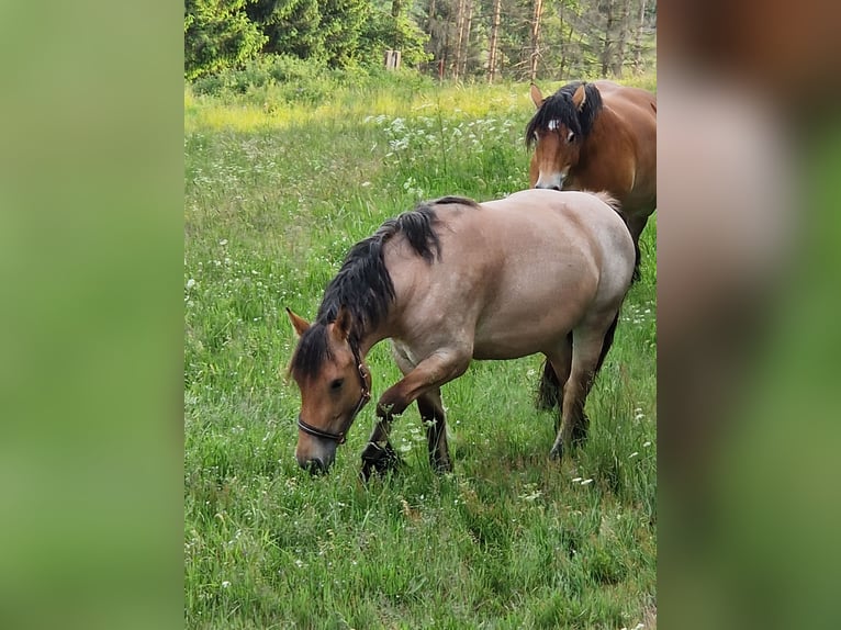 Rheinisch-Deutsches Kaltblut Stute 3 Jahre 157 cm Braunfalbschimmel in Cursdorf