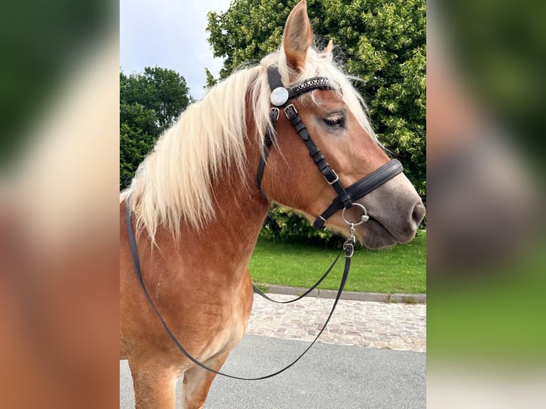 Rheinisch-Deutsches Kaltblut Stute 3 Jahre 160 cm Fuchs in Detmold