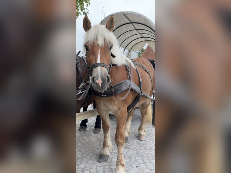 Rheinisch-Deutsches Kaltblut Stute 3 Jahre 160 cm Fuchs in Detmold