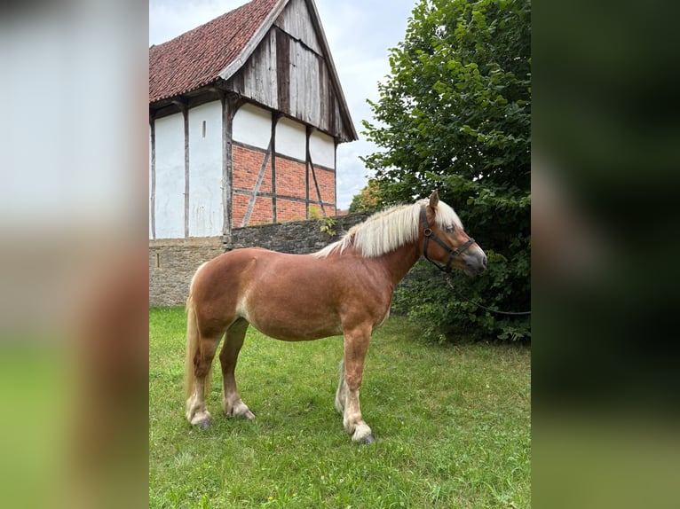 Rheinisch-Deutsches Kaltblut Stute 3 Jahre 160 cm Fuchs in Detmold