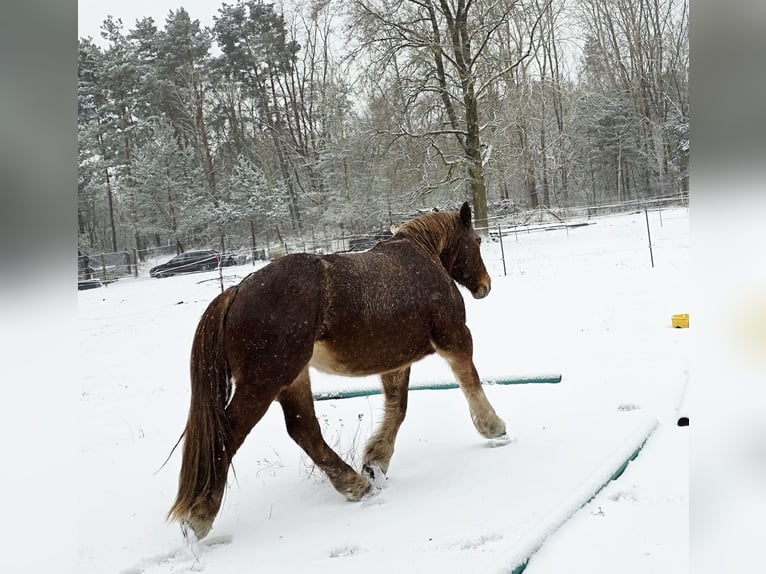 Rheinisch-Deutsches Kaltblut Stute 4 Jahre 165 cm Rotschimmel in Töpchin