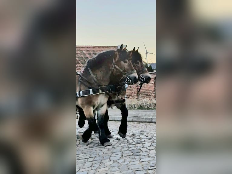 Rheinisch-Deutsches Kaltblut Stute 6 Jahre 165 cm Brauner in Goldbeck