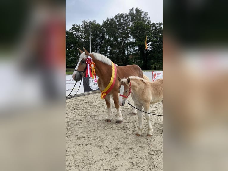 Rheinisch-Deutsches Kaltblut Stute 8 Jahre 165 cm Fuchs in Wunstorf