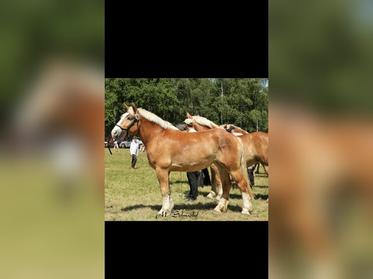Rheinisch-Deutsches Kaltblut Stute 8 Jahre 165 cm Fuchs in Wunstorf