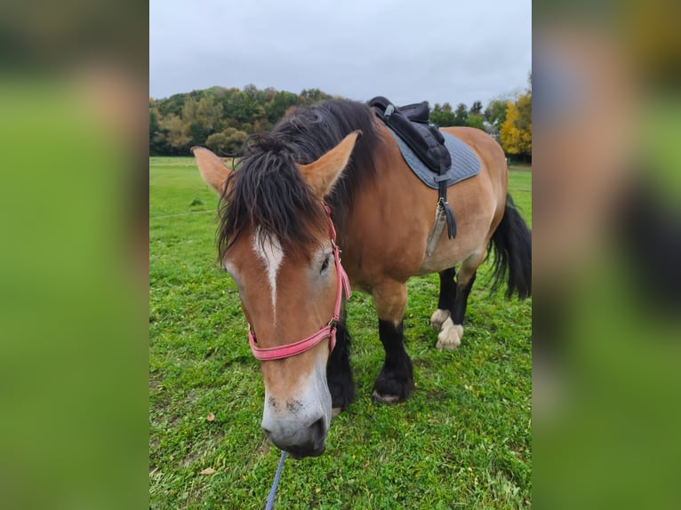 Rheinisch-Deutsches Kaltblut Stute 8 Jahre 170 cm in Lichtenau