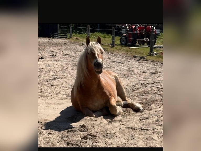 Rheinisch-Deutsches Kaltblut Stute 9 Jahre 171 cm Dunkelfuchs in Brück