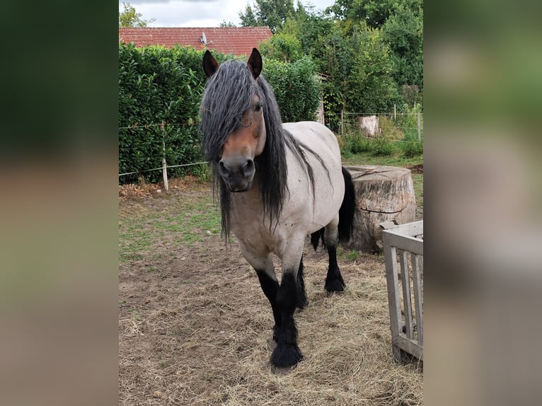 Rheinisch-Deutsches Kaltblut Mix Wallach 10 Jahre 152 cm  in Beverstedt