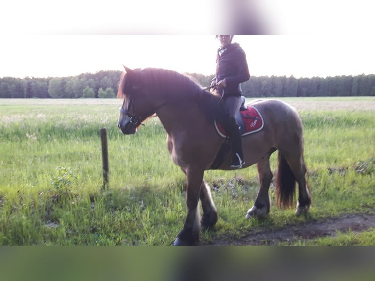 Rheinisch-Deutsches Kaltblut Wallach 14 Jahre 157 cm  in Sassenberg